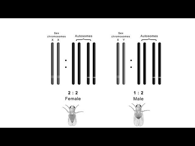 Sex determination in drosophila CSIR NET | Shomu's Biology