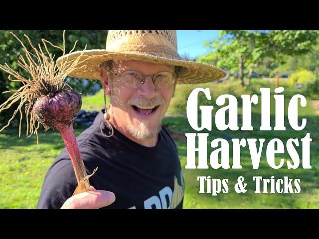 It's Garlic Season! Top Tips for Harvesting Garlic