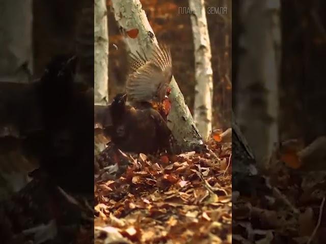 Goshawk: Bird of Prey  #animals #birds #hawk