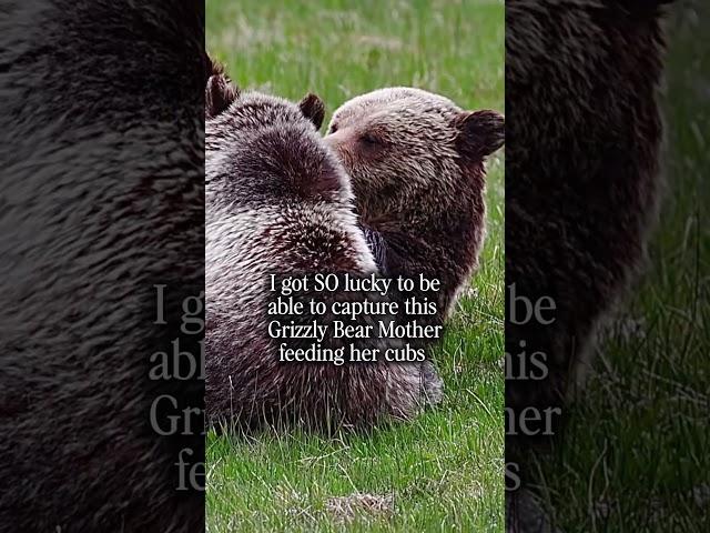 Filming this Grizzly mother and her cubs was one of the most magical moments I’ve had in wildlife.