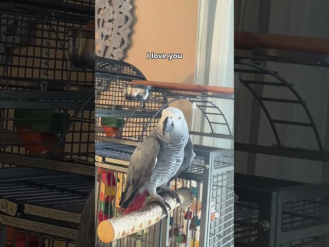 Our parrot knows his funny!! #talkingparrot #funnyparrot #gizmothegreybird #africangrey #birds