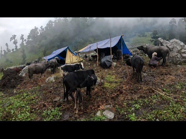 Most Rural Village Life into Rainy Day|Best Nepali Shepherd Life||Daily Routine In Shepherd Village|