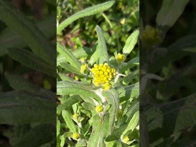 【植物図鑑】ハハコグサ（ゴギョウ）