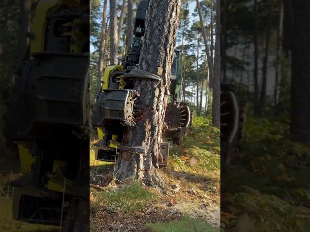 Technological innovations in forestry : John deere attack #harvester #johndeere #forest #viralvideo