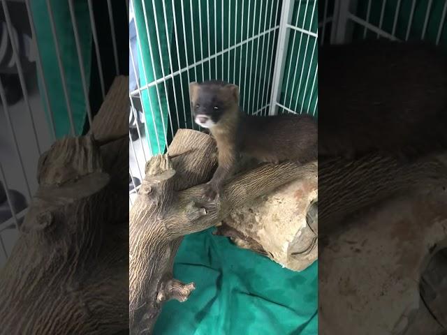 어미를 잃은 아기족제비 #야생동물