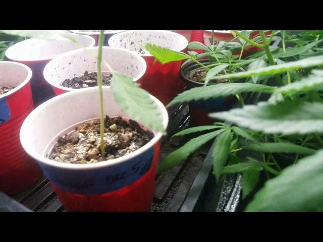 Grow box of 2019 #1