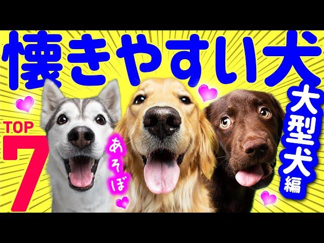 【English subtitles】Top 7 Friendly Dog Breeds ️ Large dogs