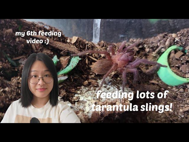 feeding some baby tarantulas!