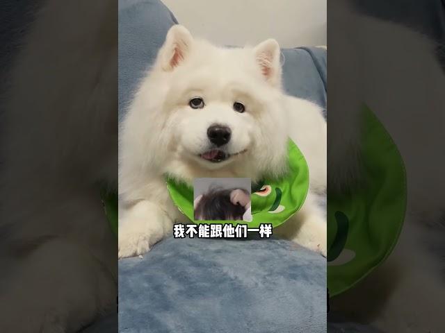 你对狗的态度就是以后你对孩子的态度！！！