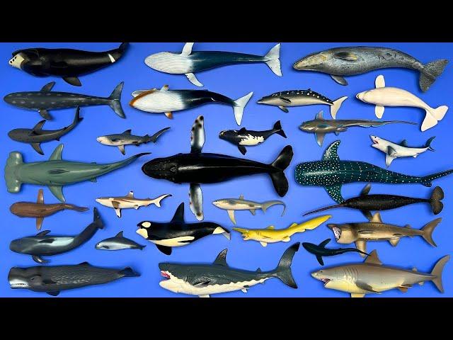 Sharks and Whales: Whale Shark, Orca, Great White Shark, Humpback Whale, Mako Shark, Etc. MN074