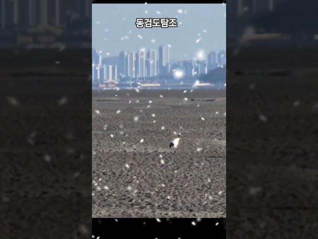#두루미가족 #2025년 1월 18일