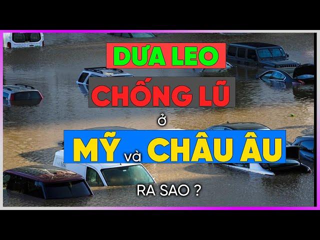 Dưa Leo chống lũ ở Mỹ và Châu Âu ra sao? [Dưa Leo DBTT]