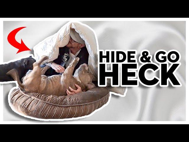 Hiding From My Dogs | Playing Hide and Seek With Staffy Dog and American  Bully