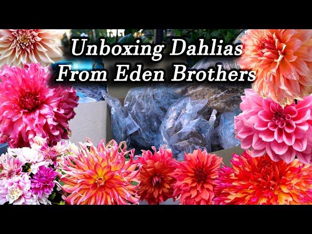 Unboxing Dahlias I'm Planting For 2021 From Eden Brothers - I'm so far behind!