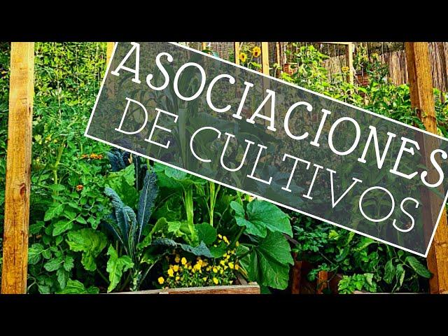 ASOCIACIONES de CULTIVOS: Cómo funcionan?