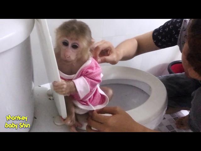 Monkey Baby Shin Going to The Toilet is Very Familiar | Cute animal videos