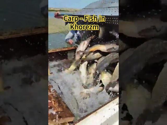 Carp - fish in Khorezm.