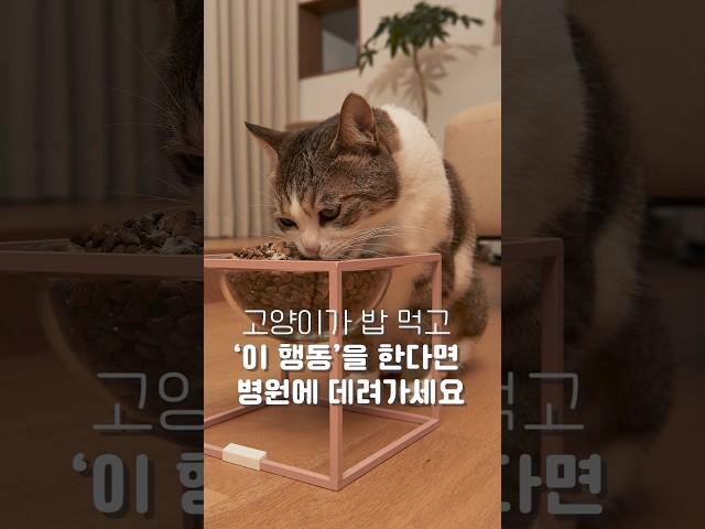 Why cats should watch their eating behavior carefully