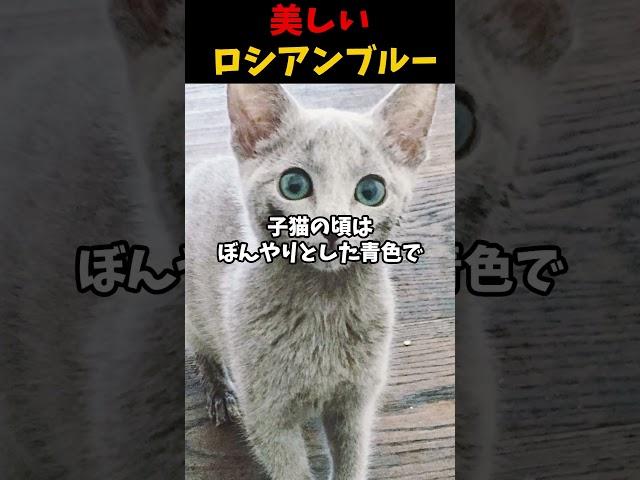 美しいロシアンブルー #動物 #雑学 #生き物 #猫 #ロシアンブルー