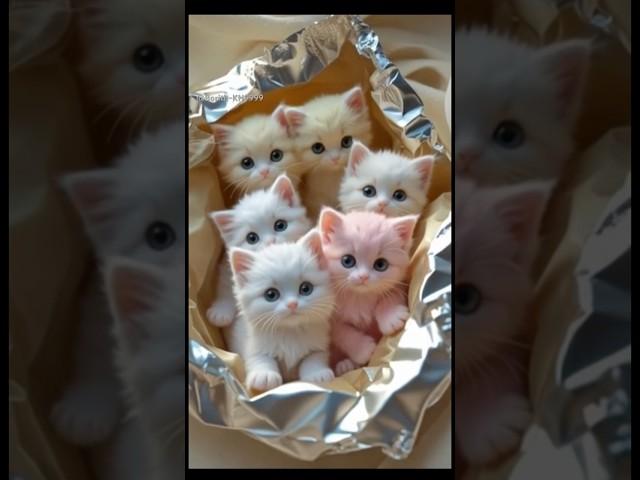 The Absolute CUTEST Cats Ever!