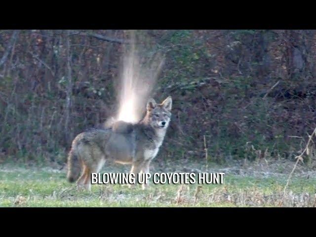 Blowing Up Coyotes Hunt
