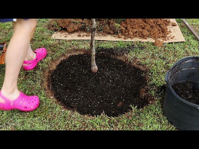 Planting A Red Maple Tree