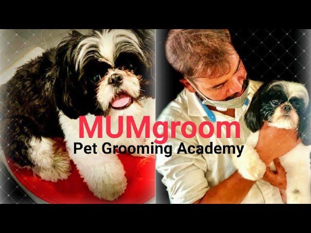 Grooming Academy for pets | MUMgroom | detail video | learning skills