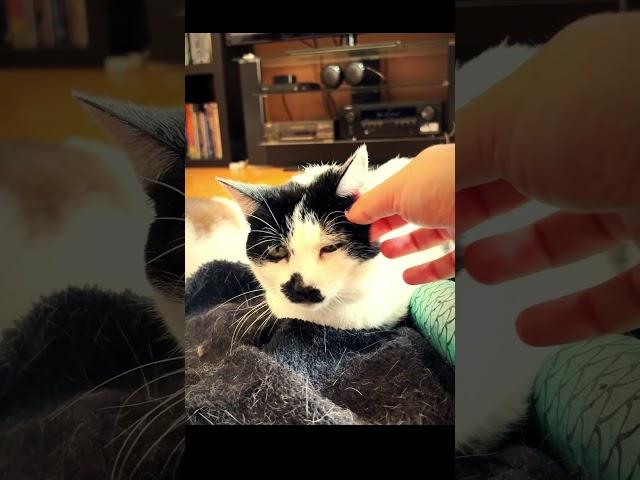 Big Merp and Sam Sam relaxing to get on #Caturday