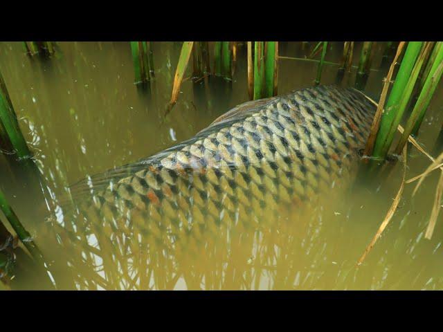 Wow ! Amazing Hand Fishing Catching Carp & Snakehead Fish in Rice Fields Near Dry Season