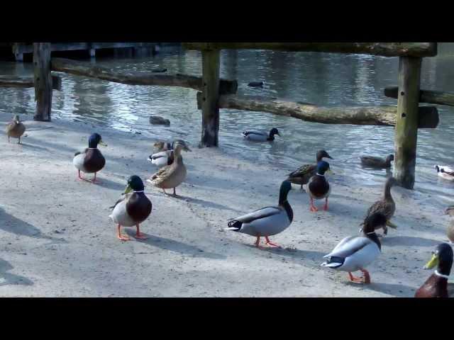 Enten Füttern in Paderborn