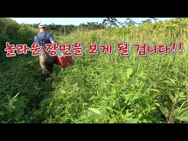 뱀이 우글우글 물칸에 삼각 통발을 넣어보자!! 장사해도 되는거 아녀 ??/ Catching freshwater fish in a snake-filled grass.