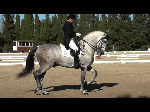 ´´ORADOR MG´´´CAMPEONATO INTERNACIONAL DE DOMA DE MONTENMEDIO