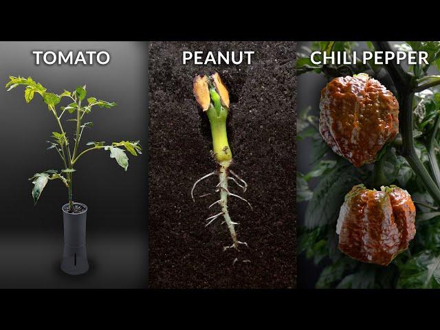 1161 Days in 4 Minutes | Plant Time-lapse Compilation