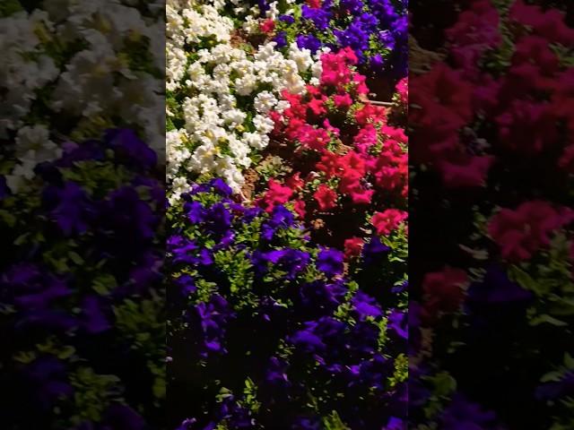 nature #nature #flowers #dubai #viralreels #shorts #ytshorts #trending #viralsong #garden #explore