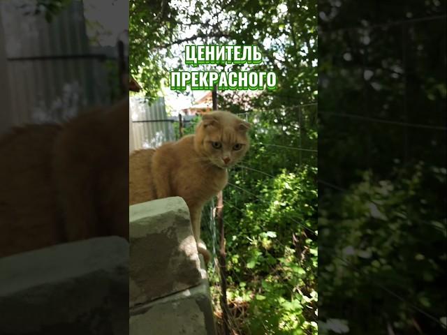  Ценитель прекрасного 20.06.2025 #cat #симба