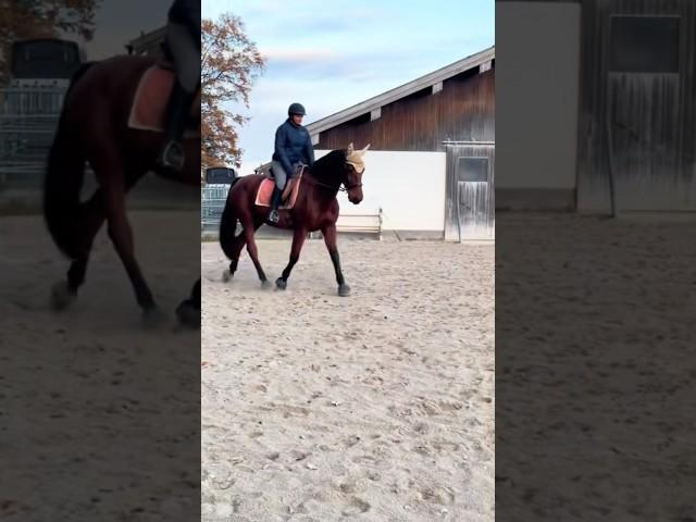 Neues YouTube Video #stallvlog #horse #pferde #equestrian #reiten #pony #stall #pferdevideo