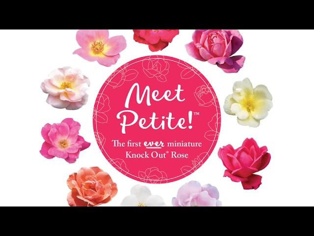 The Petite Knock Out® Rose