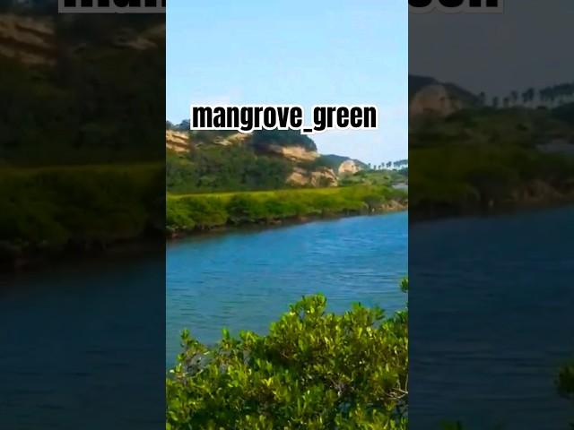 mangrove_green #travel #trip #amazing #world #beautiful #japan #forest