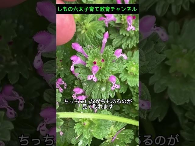 このホトケノザは春の七草のホトケノザとは違います！　　#下野六太,#しもの六太,#公明党,#福岡選挙区,#参議院議員,#しもの六太子育て教育チャンネル,#ホトケノザ,#野草