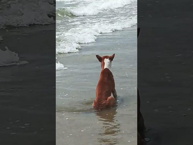 Dog life enjoy  #dog #beach #enjoy #trendingshorts #newvirel #memes #comedy #1000complete