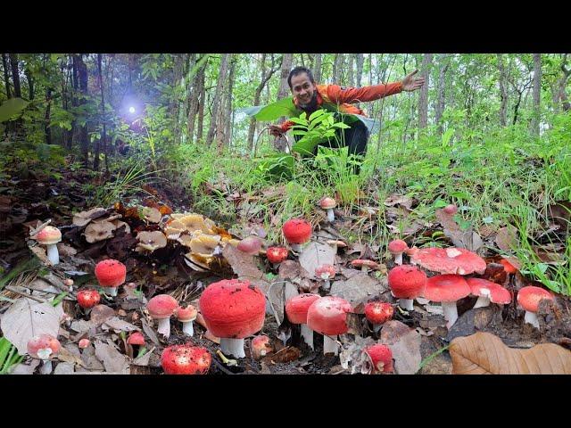ป๊าดด ขนลุก อลังการเห็ดปลวกใหญ่ เห็ดก่อแดงหลวง จูมใหญ่ๆ ออกแบบอลังการเต็มพื้นเลย เยอะมาก 17/มิ.ย/68