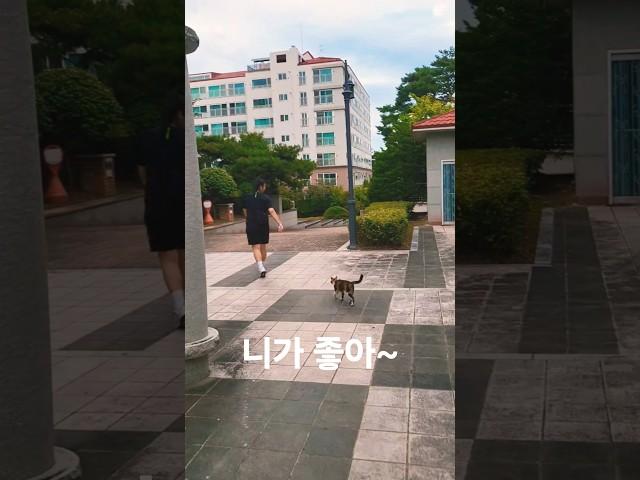 용산이 덕분에 행복한 언니 #길고양이  #길냥이간택 #cat #강아지 #길냥이구조 #용산