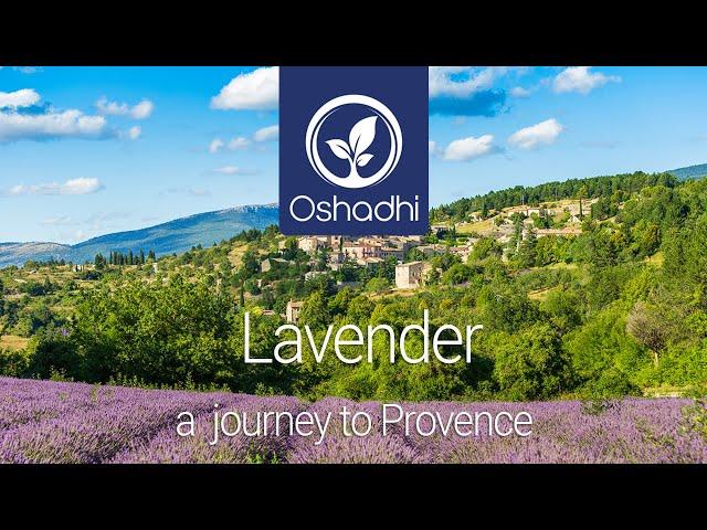 Lavender - A Journey to Provence | Essential-Oil-Plant Portrait by Dr. Malte Hozzel