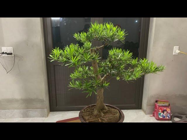 Tùng la hán Bonsai | Giá chỉ từ 1 Triệu | Tùng la hán mini | Tùng la hán dáng bay  | Tùng la hán đẹp