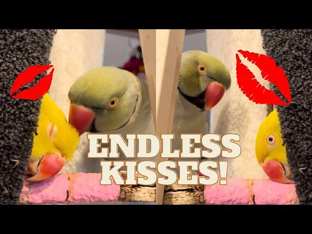 Tinkerbell soaks up Beaker’s kisses!