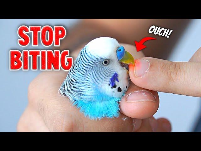 3 Ways to Stop Your Bird from Biting