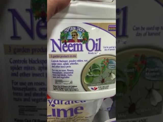 Here's Why! - Don't Buy the 'Fake' Neem Oil or Processed Neem Oil #neemoil  #gardening #garden