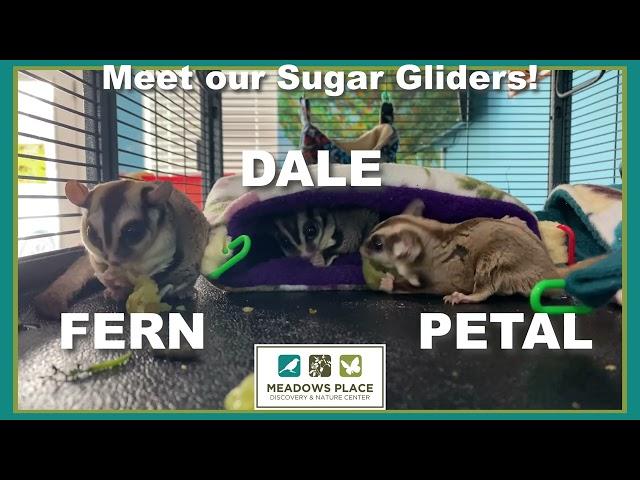 City of Meadows Place | Sugar Gliders