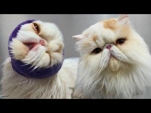 I Laughed So Hard Editing This Video | Ralph The Funny Persian Cat