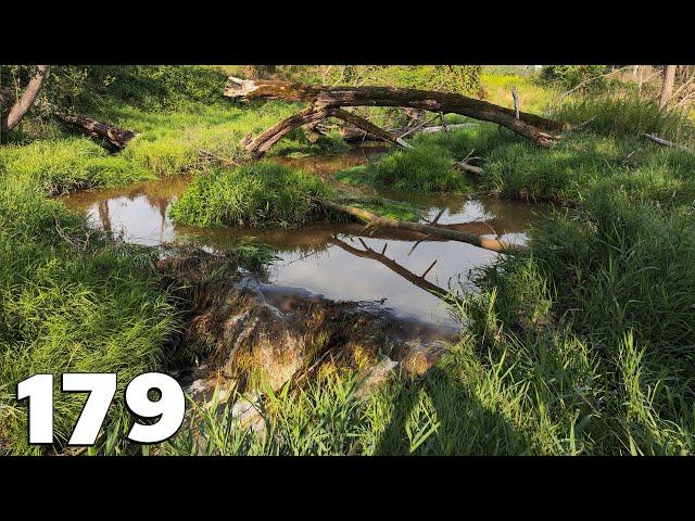 Beaver Dam Removal With Excavator No.179